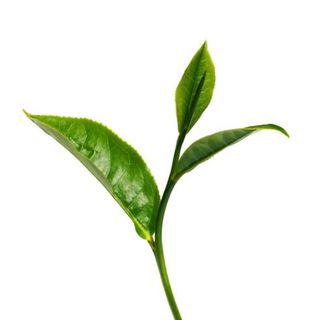 Camellia Sinensis - What The Science Says